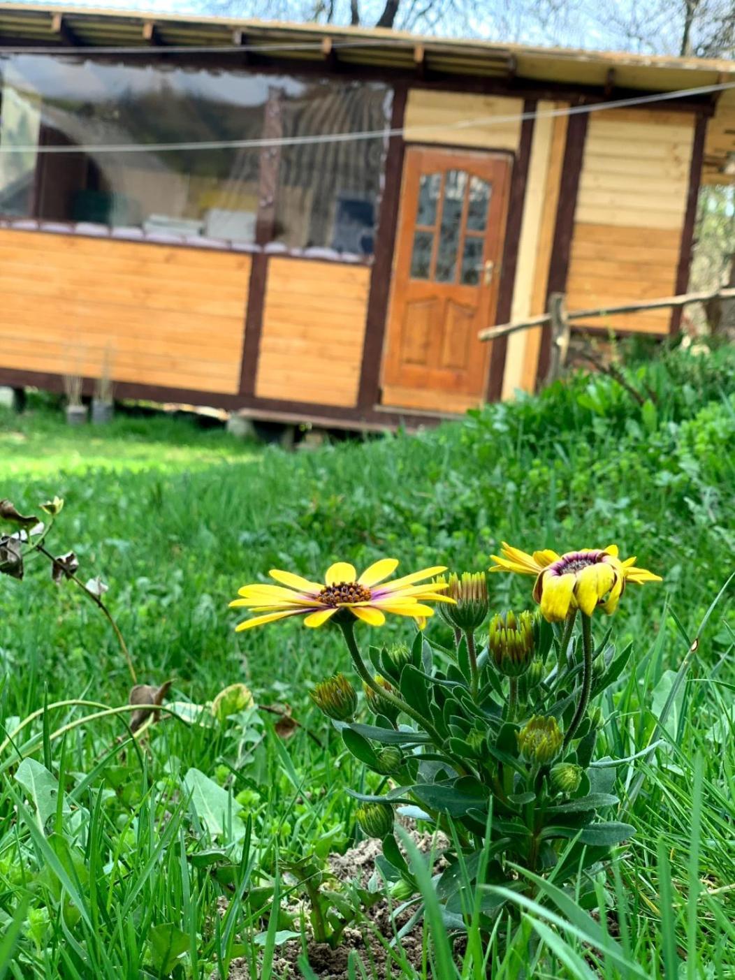 Smerekova Hata Oryavchyk Exterior foto